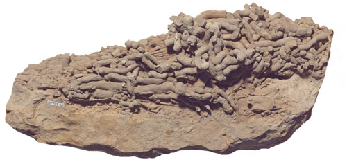 identificazione fossile